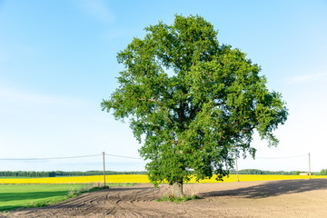 freshly cultivated agriculture fields ready for growing