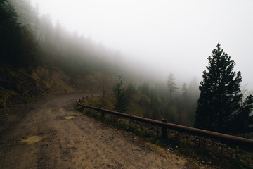 Road in a foggy forest