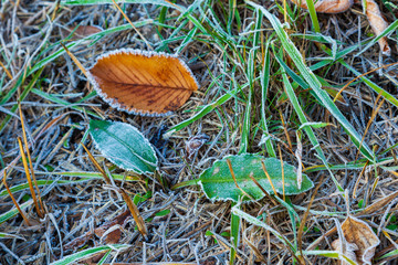 Winter frost on fall leaves and autumn grass background.