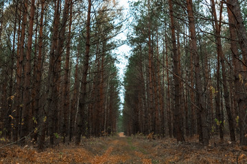 The road in the dark, autumn forest. Concept of autumn, cold, yellow leaves, autumn mood. Copy space.