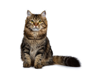 Cute classic black tabby Siberian cat kitten sitting up facing front with thick tail beside body, looking straight at lens with yellow eyes. Isolated on a white background.