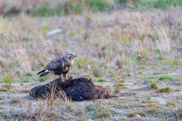 rough-legged buzzard (Buteo lagopus) eating wild boar