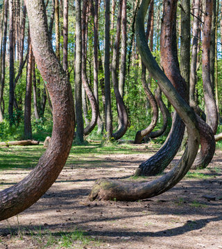 Krummer Wald in Polen
