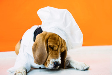 funny cute beagle dog in chef hat and chef uniform