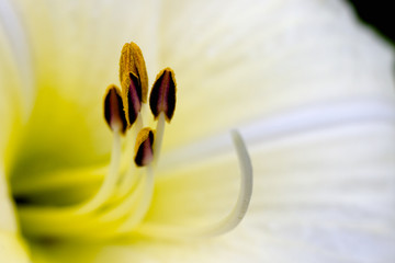 Daylily stamens at sunny day