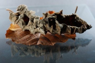 The decomposition of the foliage begins when the leaves are on the ground, by fungi, bacteria and mites 