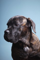 Beautiful dog in front of a colored background