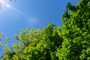 Obraz premium green foliage in summer with harsh shadows and bright sunlight