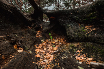a split tree, a big, old, burnt tree.