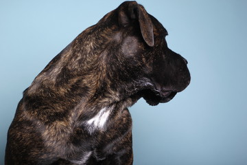 Beautiful dog in front of a colored background