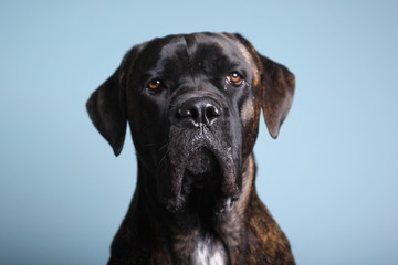 Beautiful dog in front of a colored background