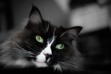 Schwarzer Kater, Maine Coon, Portrait