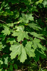 green foliage in summer with harsh shadows and bright sunlight