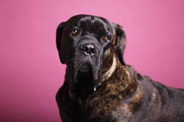 Beautiful dog in front of a colored background