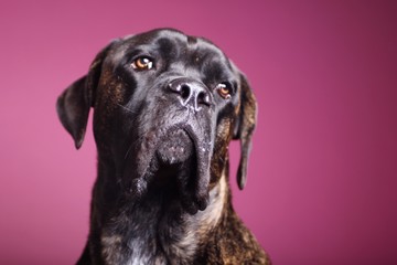 Beautiful dog in front of a colored background