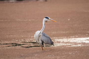 Grey Heron