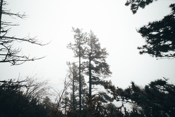Trees in a foggy forest