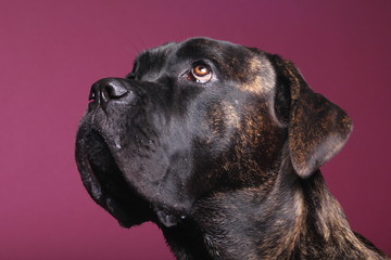 Beautiful dog in front of a colored background