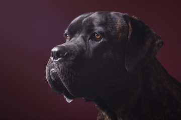 Beautiful dog in front of a colored background