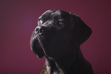 Beautiful dog in front of a colored background