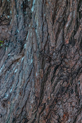 Tree log texture