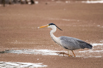 Grey Heron