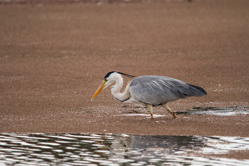 Obraz premium Grey Heron