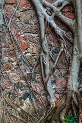 Tree roots in a wall