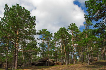 Pine forest summer sunny day.