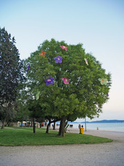 Kolorowe drzewo w Zadarze