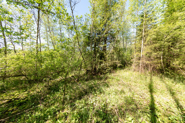 green foliage in summer with harsh shadows and bright sunlight