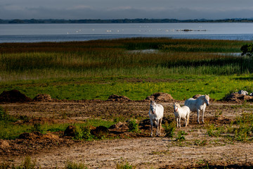 Morning on Lough Corrib