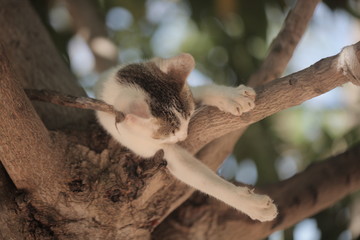 animals and nature: vertical photography of a small white cat with grey and black spots on his head lying comfortably on top of a mango tree branch, outdoors on a sunny day in the Gambia, Africa
