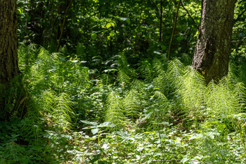 Fototapeta premium green foliage in summer with harsh shadows and bright sunlight