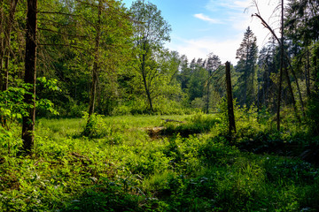 green foliage in summer with harsh shadows and bright sunlight