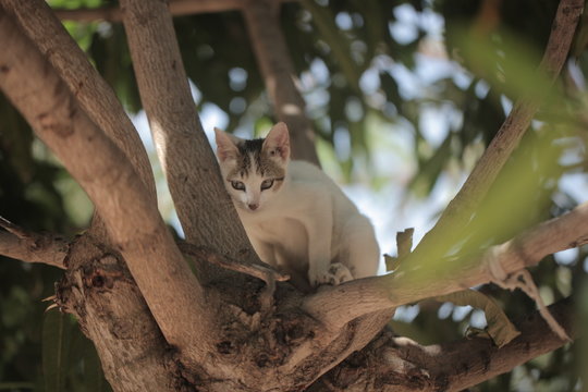 animals and nature: vertical photography of a small white cat with grey and black spots on his head lying comfortably on top of a mango tree branch, outdoors on a sunny day in the Gambia, Africa