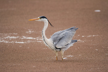 Grey Heron