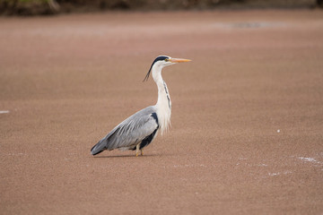 Grey Heron