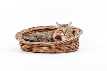Fototapeta na wymiar Maine Coon cat in wicker basket