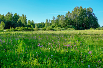 beautiful green meadow with summer flowers near forest in warm summer day