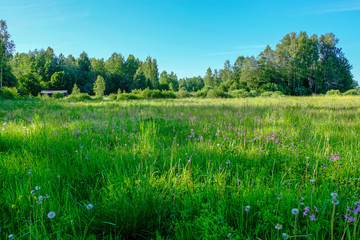 beautiful green meadow with summer flowers near forest in warm summer day