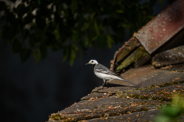 small wagtail bird on the roof