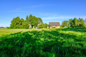 Obraz premium beautiful green meadow with summer flowers near forest in warm summer day