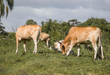 bull and cow grazing