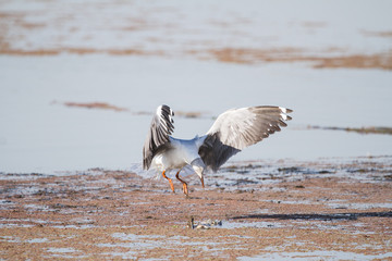 Southern Royal Albatross