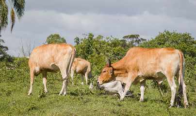 bull and cow grazing