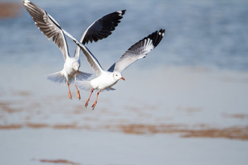 Fototapeta na wymiar Southern Royal Albatross