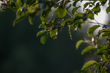 fresh green foliage tree leaves in morning light against blur background