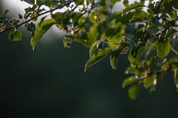 fresh green foliage tree leaves in morning light against blur background
