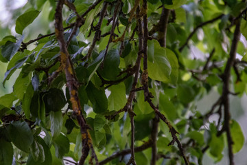 fresh green foliage tree leaves in morning light against blur background